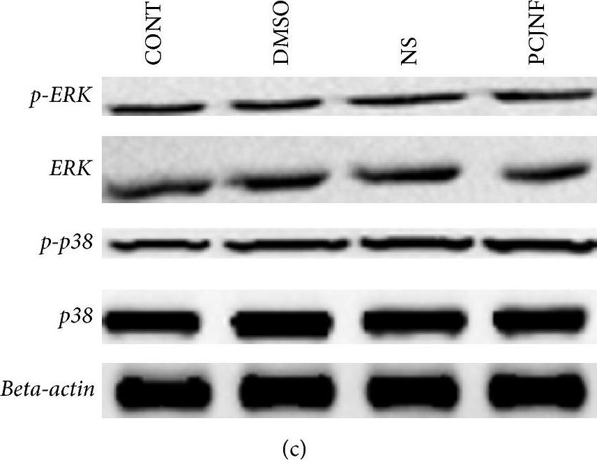 E.R.Kページ Anti-ERK1 + ERK2 antibody (ab196883) | Abcam