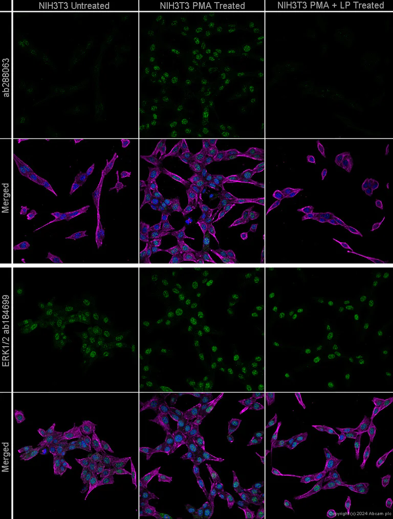 Anti-ERK1 + ERK2 antibody [EPR17526] (ab184699) | Abcam