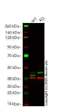 Western blot - Anti-ERK1 + ERK2 antibody [EPR17526] (AB184699), expandable thumbnail