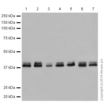 Western blot - Anti-ERK1 + ERK2 antibody [EPR17526] (ab184699), expandable thumbnail