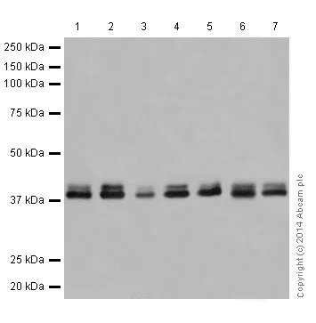 E.R.Kページ Anti-ERK1 + ERK2 antibody [EPR17526] (ab184699) | Abcam