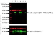 Western blot - Anti-ERK1 + ERK2 antibody [EPR17526] (AB184699)