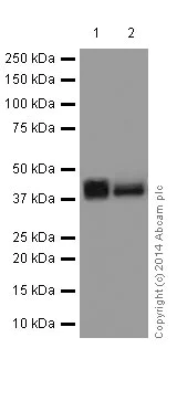 Western blot - Anti-ERK1 + ERK2 antibody [EPR17526] (AB184699)