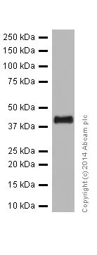 Western blot - Anti-ERK1 + ERK2 antibody [EPR17526] (AB184699)