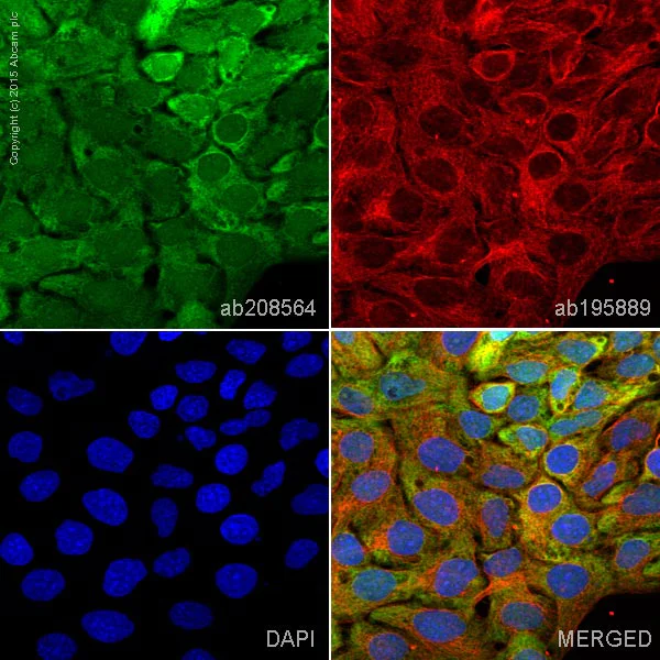 Immunocytochemistry/ Immunofluorescence - Anti-ERK1 + ERK2 antibody [EPR17526] - BSA and Azide free (AB218017)