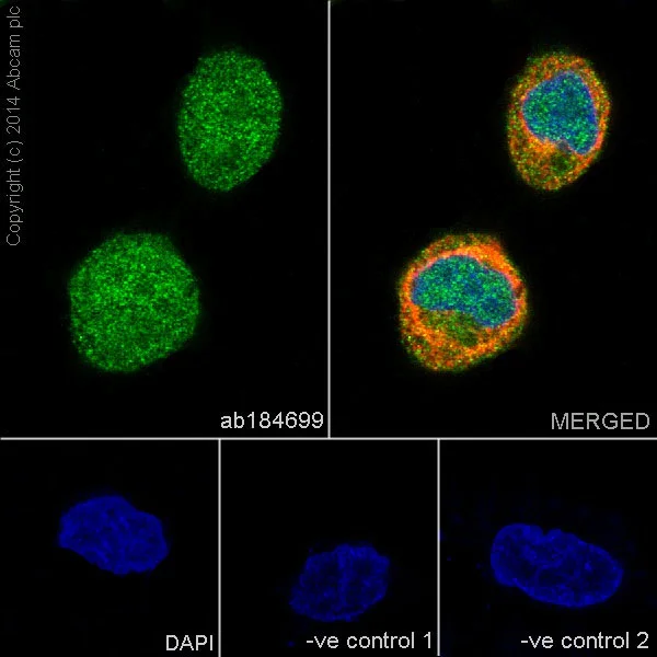 Immunocytochemistry/ Immunofluorescence - Anti-ERK1 + ERK2 antibody [EPR17526] - BSA and Azide free (AB218017)