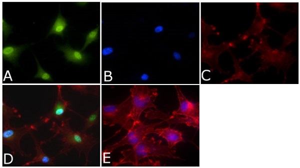 E.R.Kページ Phenotypic Characterization of a Comprehensive Set of MAPK1/ERK2