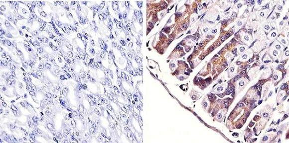 Immunohistochemistry (Formalin/PFA-fixed paraffin-embedded sections) - Anti-ERK1 + ERK2 antibody [ERK-7D8] (AB54230)