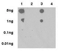 Dot Blot - Anti-ERK1 (phospho T202) + ERK2 (phospho T185) antibody [EPR18444] (AB214036)