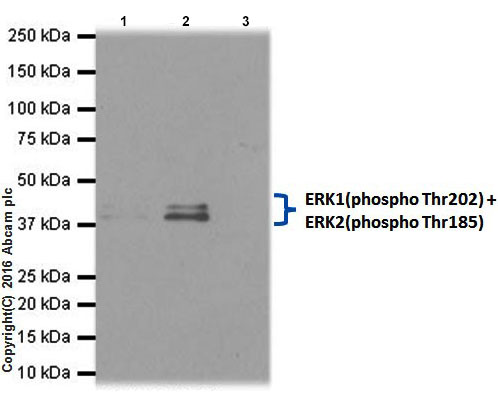 erkページ RCSB PDB - 8AO5: Specific covalent inhibitor (6) of ERK2