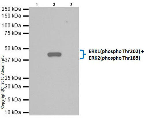 Anti-ERK1 (phospho T202) + ERK2 (phospho T185) antibody [EPR18444]