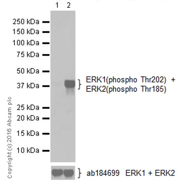 Anti-ERK1 (phospho T202) + ERK2 (phospho T185) antibody