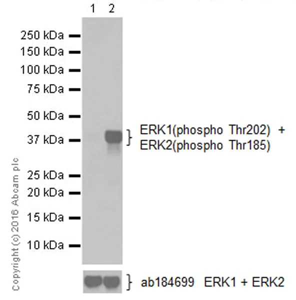 Western blot - Anti-ERK1 (phospho T202) + ERK2 (phospho T185) antibody [EPR18444] (AB214036)