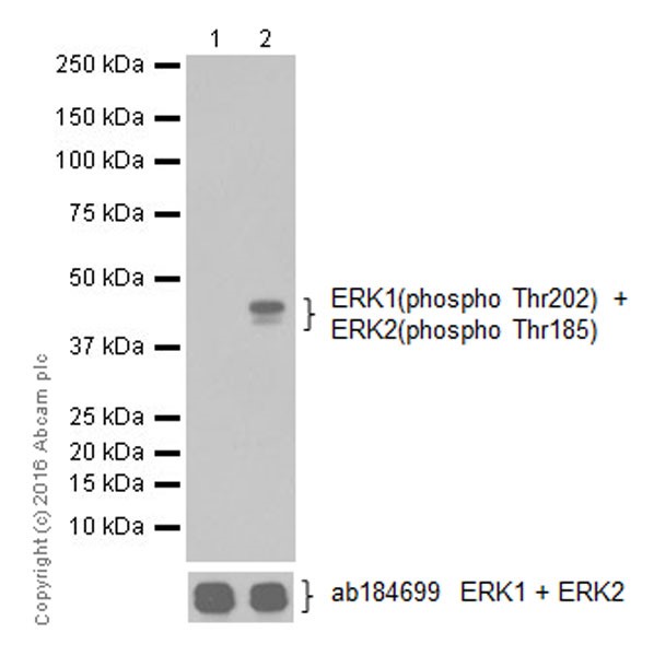 Anti-ERK1 (phospho T202) + ERK2 (phospho T185) antibody