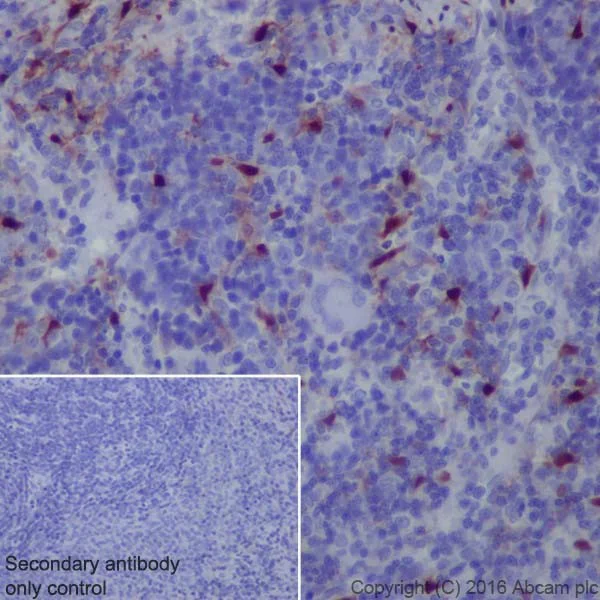 Immunohistochemistry (Formalin/PFA-fixed paraffin-embedded sections) - Anti-ERK1 (phospho T202) + ERK2 (phospho T185) antibody [EPR18444] - BSA and Azide free (AB222493)