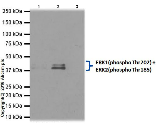 Immunoprecipitation - Anti-ERK1 (phospho T202) + ERK2 (phospho T185) antibody [EPR18444] - BSA and Azide free (AB222493)