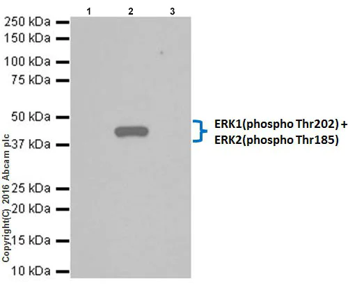Immunoprecipitation - Anti-ERK1 (phospho T202) + ERK2 (phospho T185) antibody [EPR18444] - BSA and Azide free (AB222493)