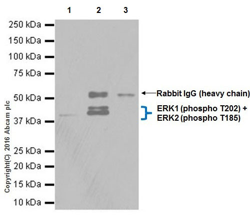 erk1-phospho-t202-erk2-phospho