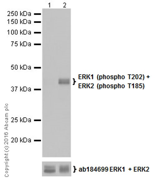 Anti-ERK1 (phospho T202) + ERK2 (phospho T185) antibody
