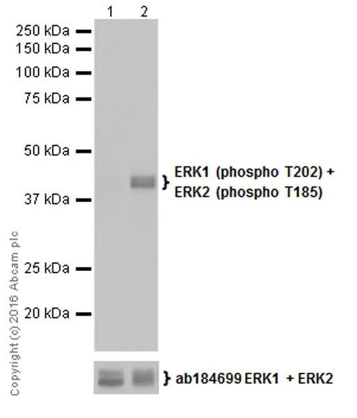 Western blot - Anti-ERK1 (phospho T202) + ERK2 (phospho T185) antibody [EPR19401] (AB201015)