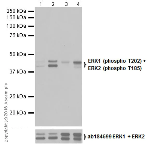その他 ERK Anti-ERK1 (phospho T202) + ERK2 (phospho T185) antibody