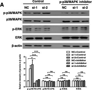 Anti-ERK1 (phospho T202) + ERK2 (phospho T185) antibody [EPR19401