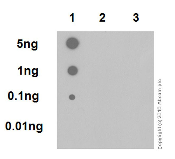 Anti-ERK1 (phospho T202) + ERK2 (phospho T185) antibody
