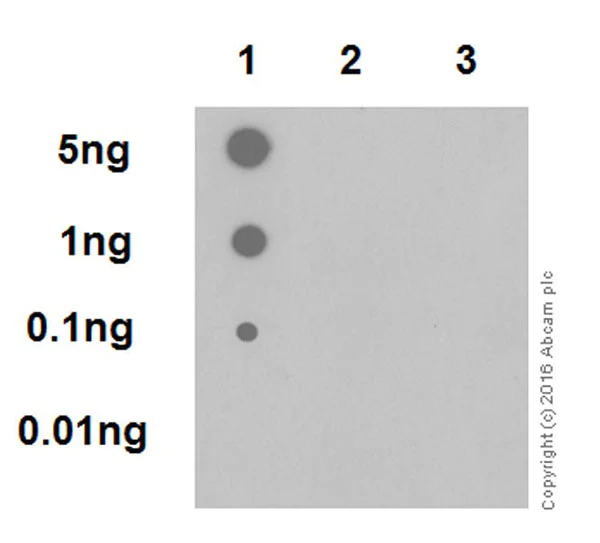 Dot Blot - Anti-ERK1 (phospho T202) + ERK2 (phospho T185) antibody [EPR19401] - BSA and Azide free (AB232370)