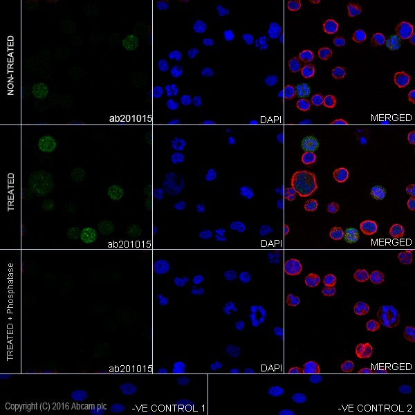 Immunocytochemistry/ Immunofluorescence - Anti-ERK1 (phospho T202) + ERK2 (phospho T185) antibody [EPR19401] - BSA and Azide free (AB232370)
