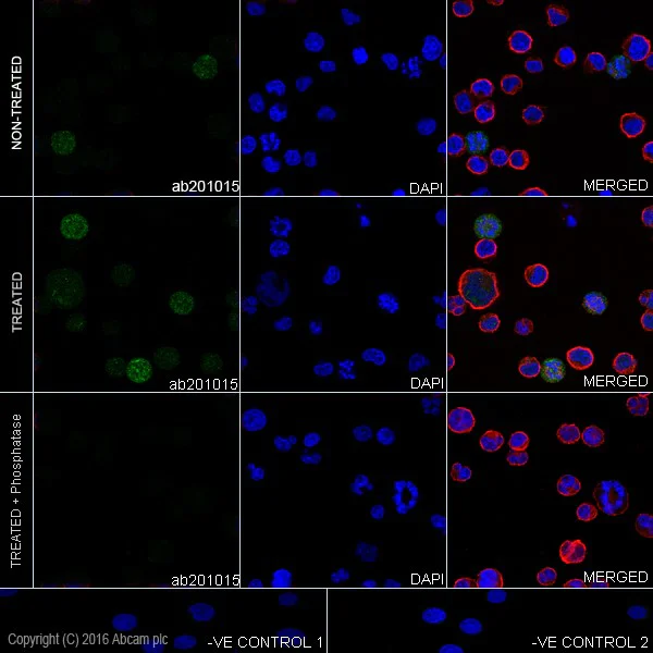 Immunocytochemistry/ Immunofluorescence - Anti-ERK1 (phospho T202) + ERK2 (phospho T185) antibody [EPR19401] - BSA and Azide free (AB232370)