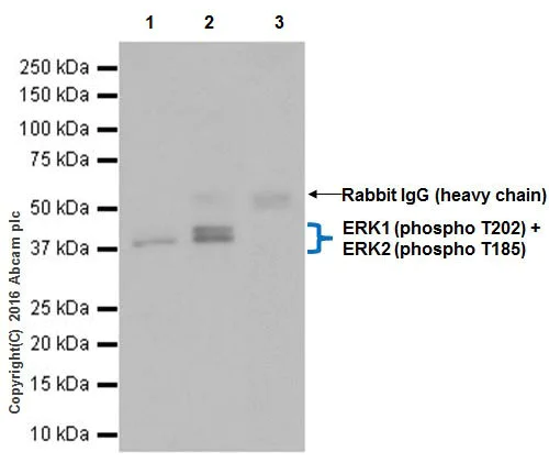 Immunoprecipitation - Anti-ERK1 (phospho T202) + ERK2 (phospho T185) antibody [EPR19401] - BSA and Azide free (AB232370)