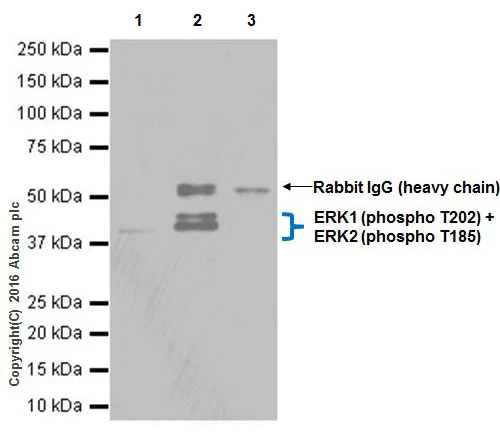 Anti-ERK1 (phospho T202) + ERK2 (phospho T185) antibody [EPR19401