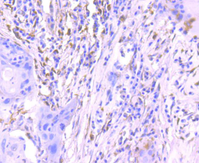 Immunohistochemistry (Formalin/PFA-fixed paraffin-embedded sections) - Anti-ERK1 (phospho T202) + ERK2 (phospho T185) antibody [SZ2-4] (AB326616)