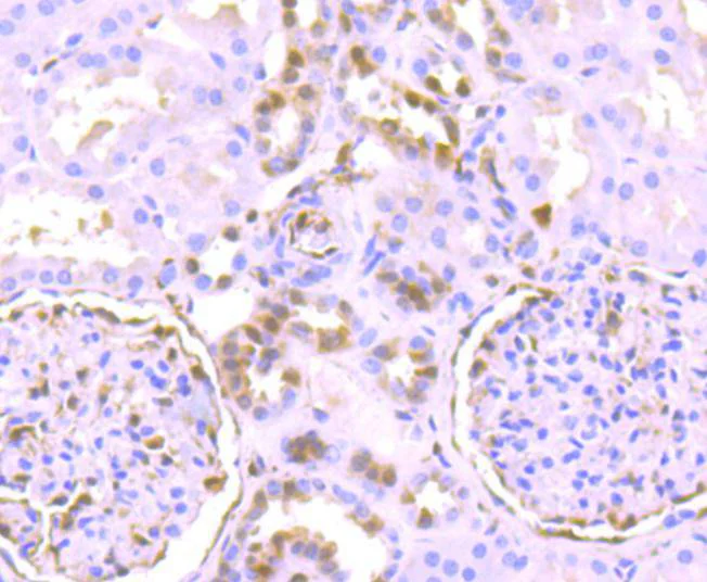Immunohistochemistry (Formalin/PFA-fixed paraffin-embedded sections) - Anti-ERK1 (phospho T202) + ERK2 (phospho T185) antibody [SZ2-4] (AB326616)