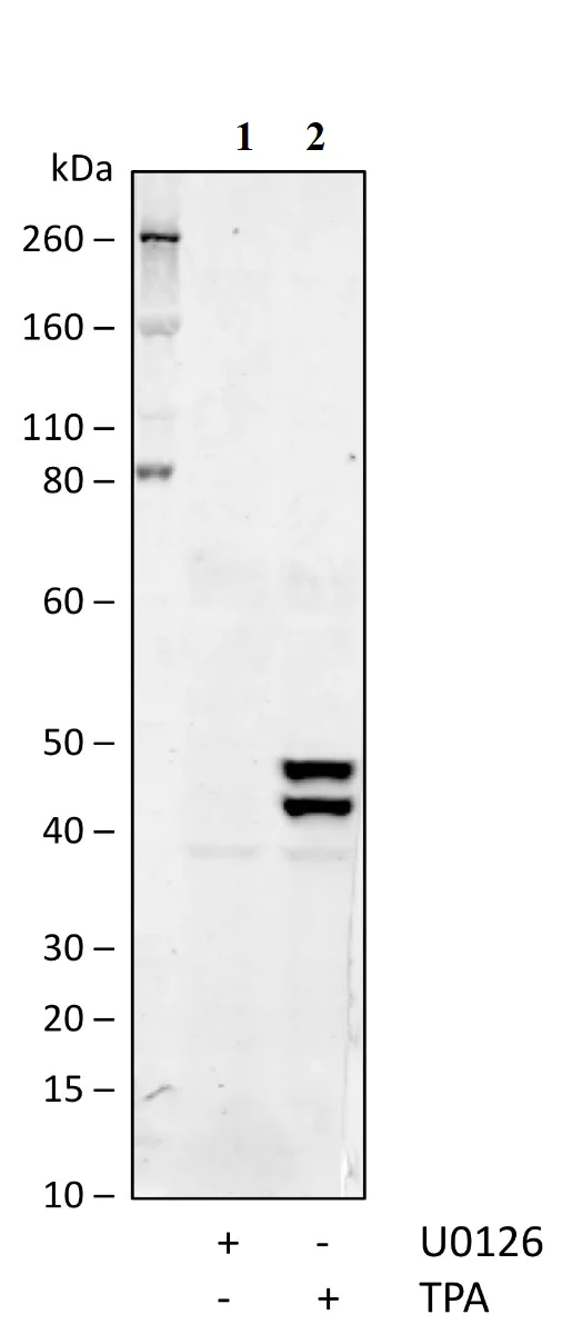 Western blot - Anti-ERK1 (phospho T202 + Y204) + ERK2 (phospho T185 + Y187) antibody [ERK12T202Y204-A11] (AB278538)