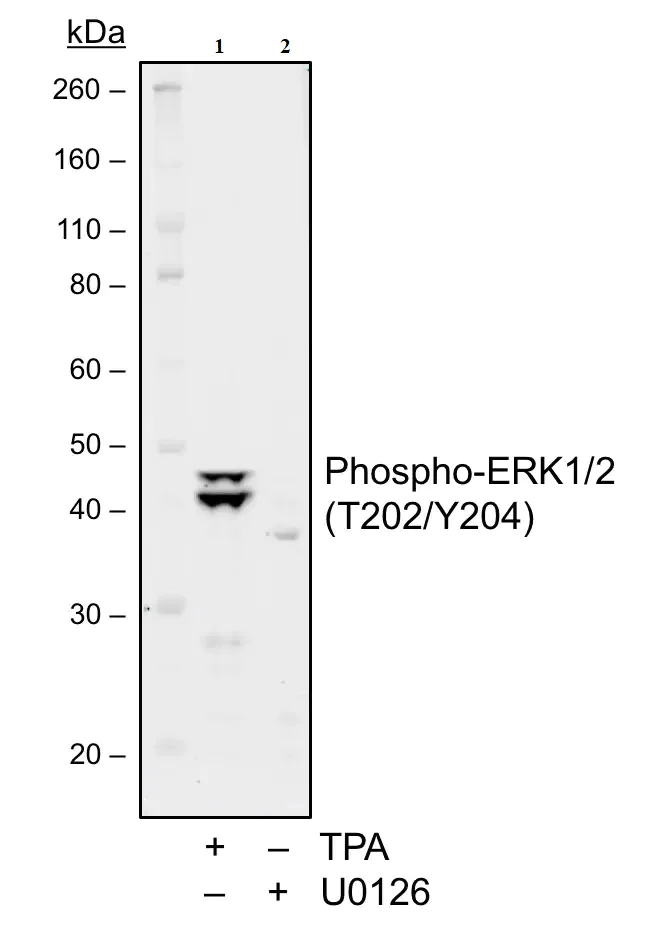 Anti-ERK1 (phospho T202 + Y204) + ERK2 (phospho T185 + Y187