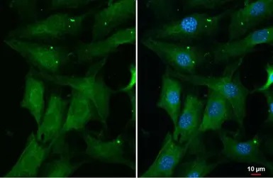 Immunocytochemistry/ Immunofluorescence - Anti-ERK1 (phospho T202 + Y204) + ERK2 (phospho T185 + Y187) antibody [HL173] - BSA and Azide free (AB289367), expandable thumbnail