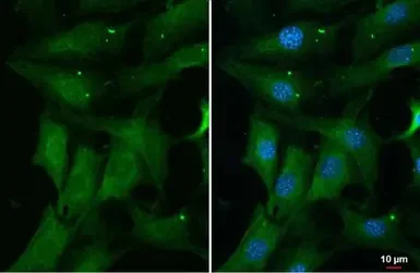 Immunocytochemistry/ Immunofluorescence - Anti-ERK1 (phospho T202 + Y204) + ERK2 (phospho T185 + Y187) antibody [HL173] - BSA and Azide free (AB289367)