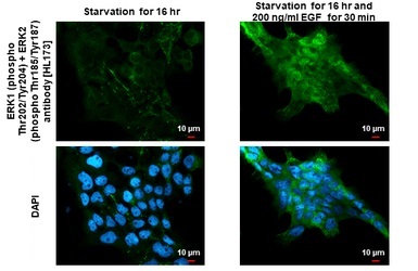 Immunocytochemistry/ Immunofluorescence - Anti-ERK1 (phospho T202 + Y204) + ERK2 (phospho T185 + Y187) antibody [HL173] - BSA and Azide free (ab289367), expandable thumbnail