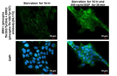 Immunocytochemistry/ Immunofluorescence - Anti-ERK1 (phospho T202 + Y204) + ERK2 (phospho T185 + Y187) antibody [HL173] - BSA and Azide free (AB289367)