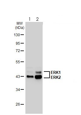 Western blot - Anti-ERK1 (phospho T202 + Y204) + ERK2 (phospho T185 + Y187) antibody [HL173] - BSA and Azide free (AB289367), expandable thumbnail