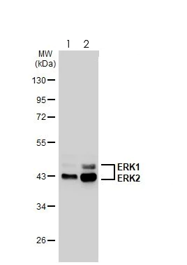 Western blot - Anti-ERK1 (phospho T202 + Y204) + ERK2 (phospho T185 + Y187) antibody [HL173] - BSA and Azide free (AB289367)