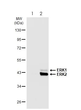 Western blot - Anti-ERK1 (phospho T202 + Y204) + ERK2 (phospho T185 + Y187) antibody [HL173] - BSA and Azide free (AB289367)