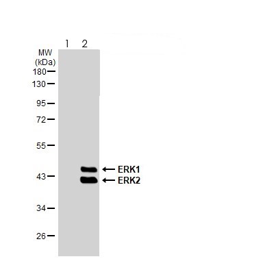 Western blot - Anti-ERK1 (phospho T202 + Y204) + ERK2 (phospho T185 + Y187) antibody [HL173] - BSA and Azide free (AB289367), expandable thumbnail