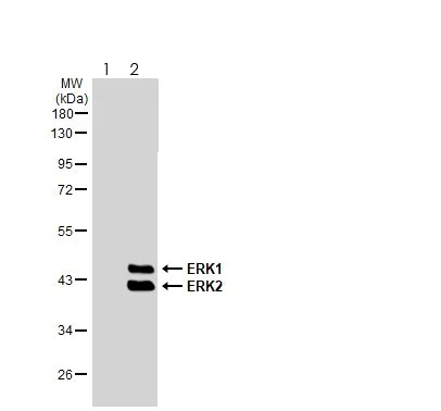 Western blot - Anti-ERK1 (phospho T202 + Y204) + ERK2 (phospho T185 + Y187) antibody [HL173] - BSA and Azide free (AB289367)
