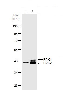 Western blot - Anti-ERK1 (phospho T202 + Y204) + ERK2 (phospho T185 + Y187) antibody [HL173] - BSA and Azide free (AB289367), expandable thumbnail