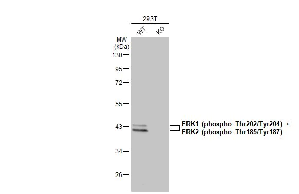 Western blot - Anti-ERK1 (phospho T202 + Y204) + ERK2 (phospho T185 + Y187) antibody [HL173] - BSA and Azide free (AB289367)