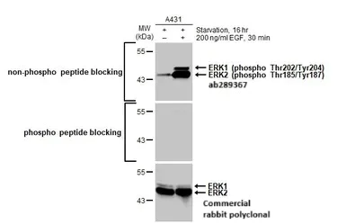 Western blot - Anti-ERK1 (phospho T202 + Y204) + ERK2 (phospho T185 + Y187) antibody [HL173] - BSA and Azide free (AB289367)