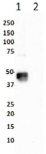 Anti-ERK1 (phospho T202 + Y204) + ERK2 (phospho T185 + Y187