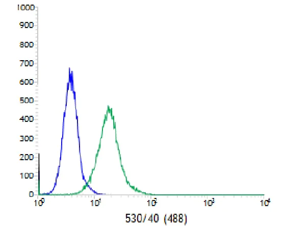 Anti-ERK1 (phospho T202 + Y204) + ERK2 (phospho T185 + Y187